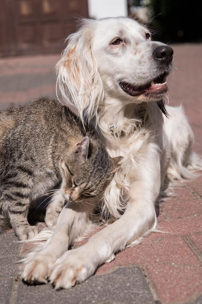 Dog and cat playing together outdoor cat and dog friendship cat and dog in love