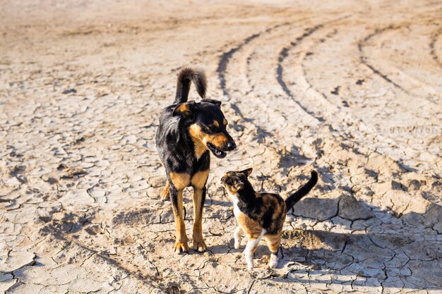 Dog and cat playing together outdoor