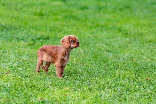 A dog cavalier king charles, a ruby puppy standing in the garden