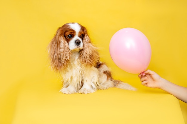 Dog Cavalier King Charles Spaniel siting and looks at pink balloon, gift in his hand.