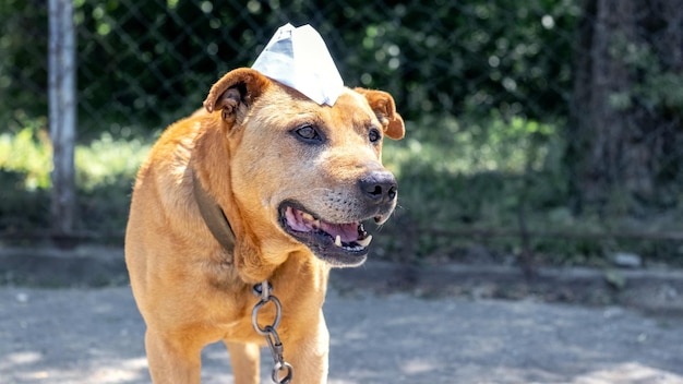 A dog on a chain with a paper cap on its head Funny animals