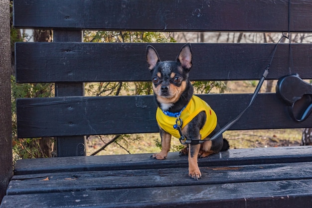 Dog Chihuahua. Dog walking in good weather. clothes for dogs. Chihuahua dog in clothes for a walk