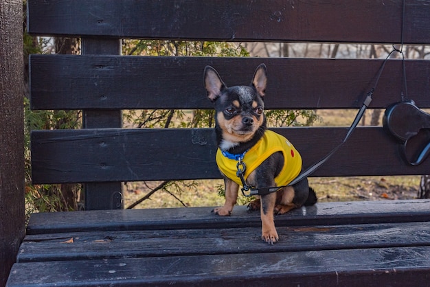 Dog Chihuahua. Dog walking in good weather. clothes for dogs. Chihuahua dog in clothes for a walk