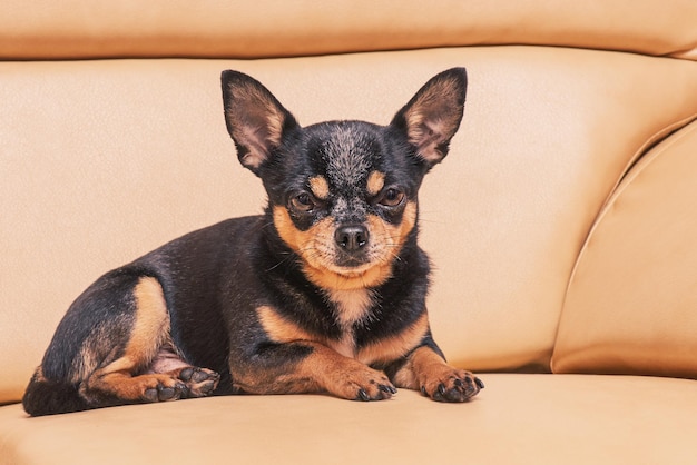 Dog chihuahua tricolor on the couch mini breed An animal a pet Portrait of a mini dog breed