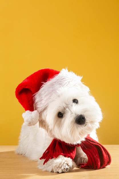 Dog in a Christmas hat on a yellow background