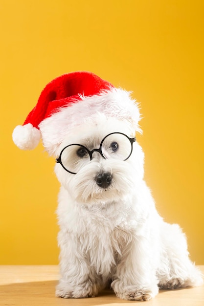 Dog in a Christmas hat on a yellow background