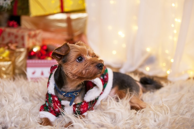 dog under the Christmas tree