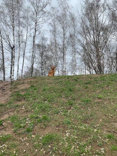 The dog climbed the hill and sits there like the lion king