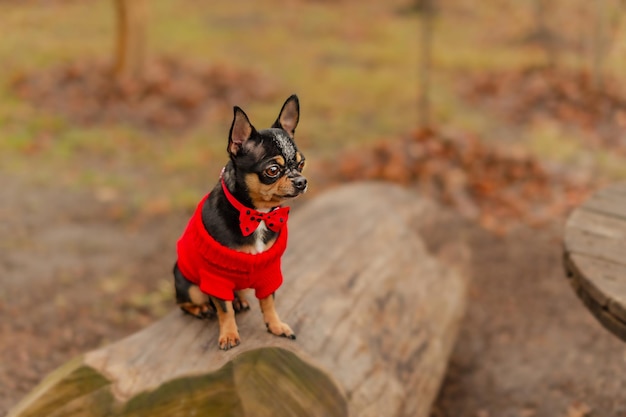 Dog in clothes. Chihuahua sits on a stump and looks away.