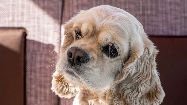 Dog Cocker spaniel Portrait A hunting dog Animal themes