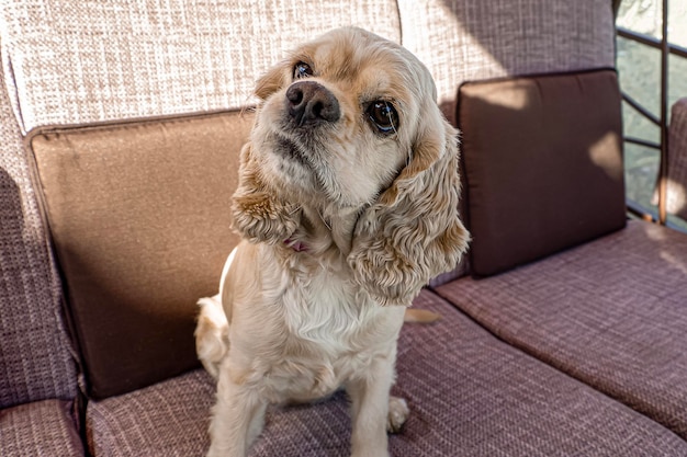 Dog Cocker spaniel Portrait A hunting dog Animal themes