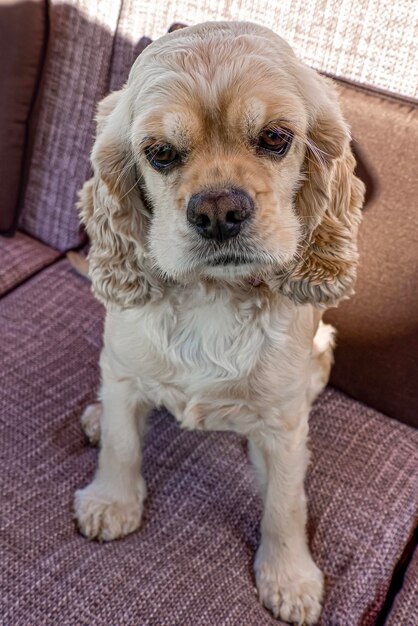 Dog Cocker spaniel Portrait A hunting dog Pet