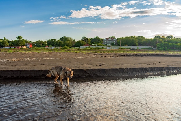 The dog crosses the river