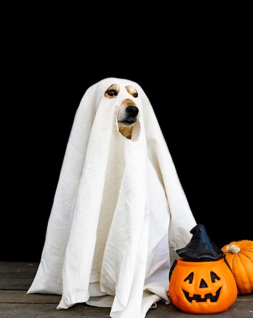 Dog dressed as a ghost for halloween