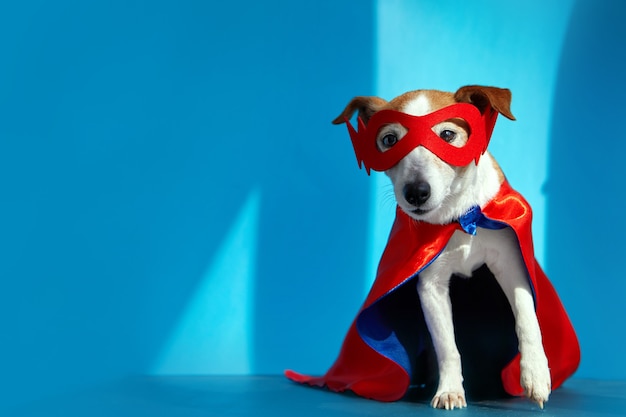 Dog dressed as illusionist and magician looks at camera