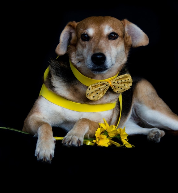 Dog dressed in bow and yellow breastplate and sunflowers