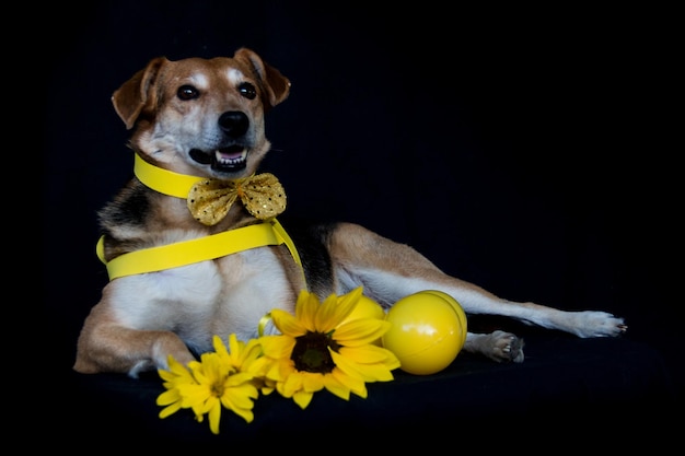 Dog dressed in bow and yellow breastplate and sunflowers