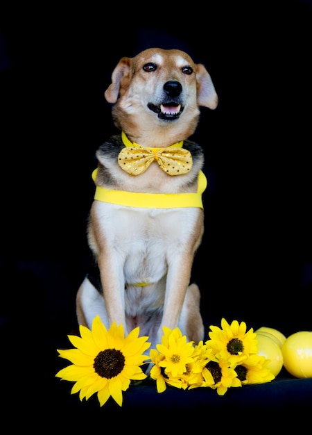 Dog dressed in bow and yellow breastplate and sunflowers