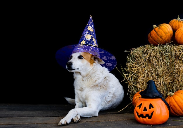 Dog dressed for halloween with witch hat