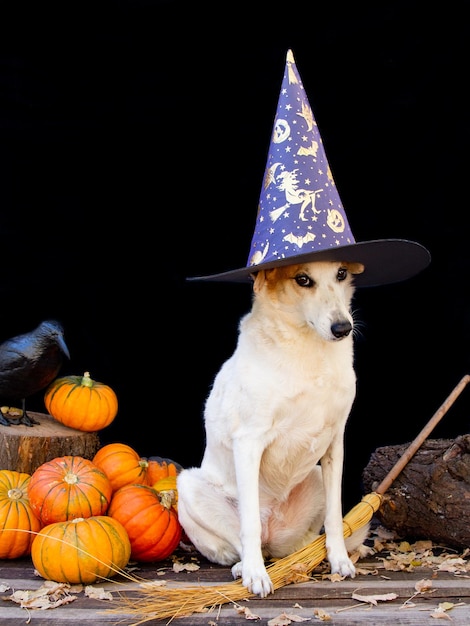 Dog dressed for halloween with witch hat