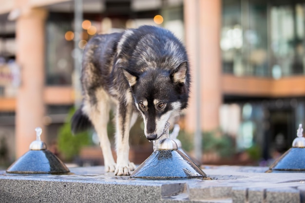 The dog drinks water from a fountainxA