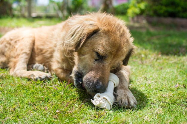 Dog eat bone on meadow bone made from dried cow leather