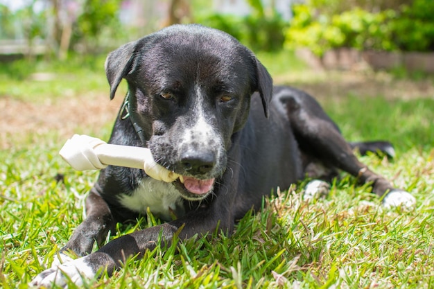 Dog eat bone on meadow bone made from dried cow leather