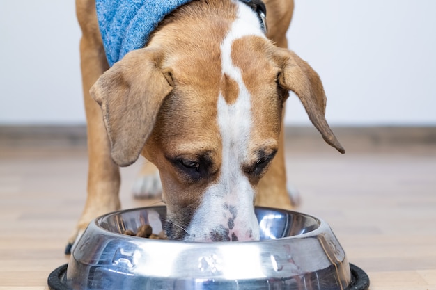 Dog eating food from its bowl indoors. Cute young staffordshire terrier having meal in minimalistic house background