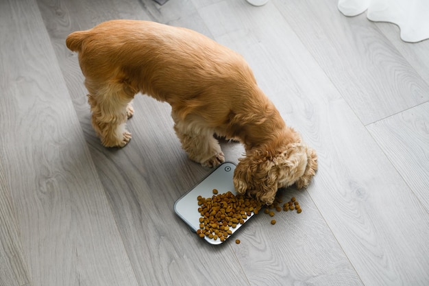 Dog eats dry food scattered on a kitchen scale