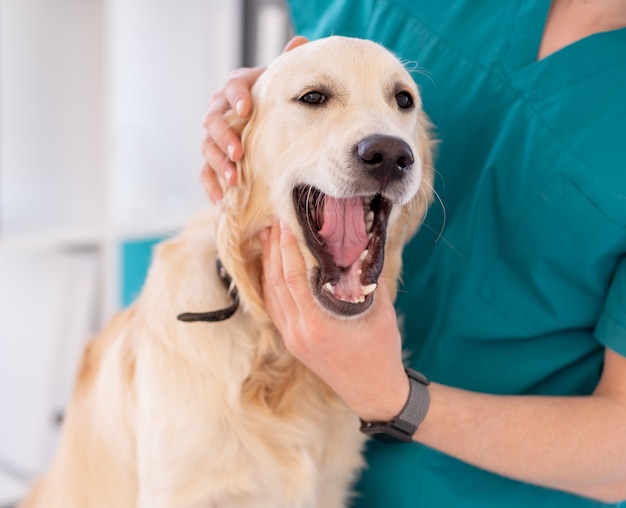 Dog examined by veterinarian