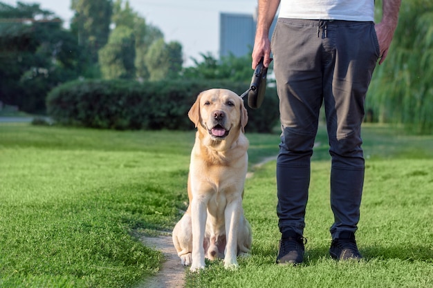 The dog executes the command to sit next to him. Dog training for a walk.