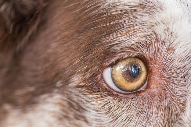 Dog eye closeup. A closeup of a beautiful brown dog eye in a brown wheaten face. Amazing macro eye