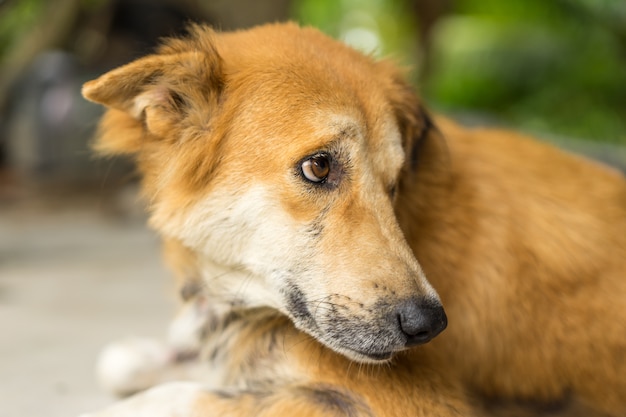 Dog face,Brown dog, Portrait Thai Dog