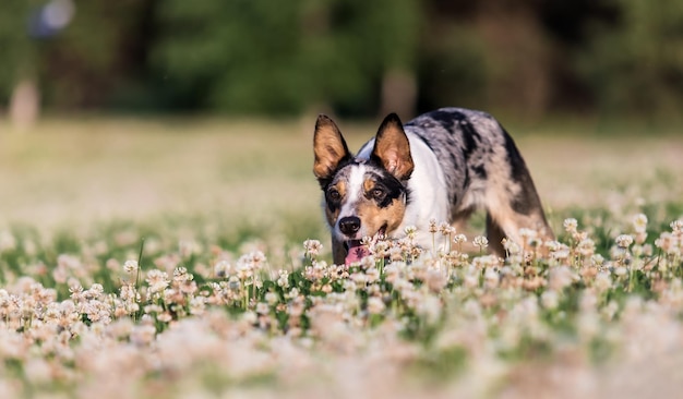 A dog in a field of flowers