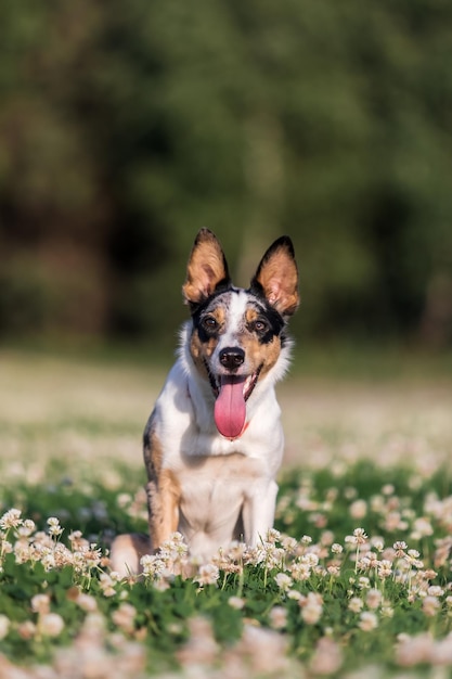 A dog in a field of flowers