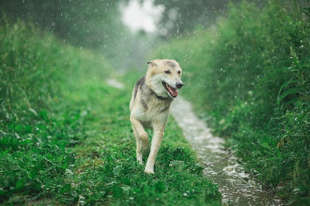 Dog in the field in the rain