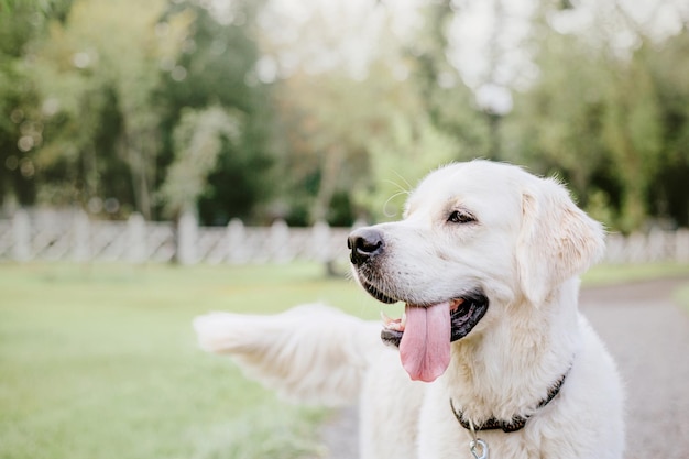 A dog in a field with a fence in the background