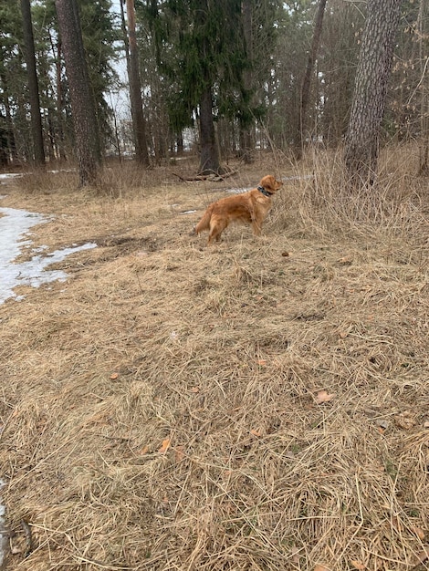 The dog follows and watches the birds and wildlife of the forest