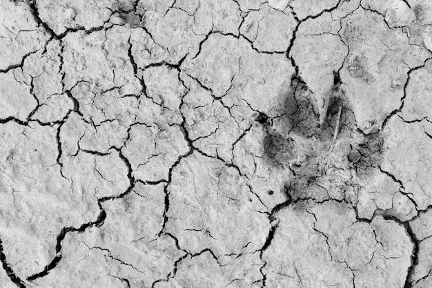 Dog foot print dry soil for background