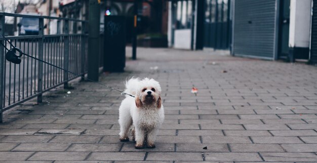 Photo dog on footpath in city