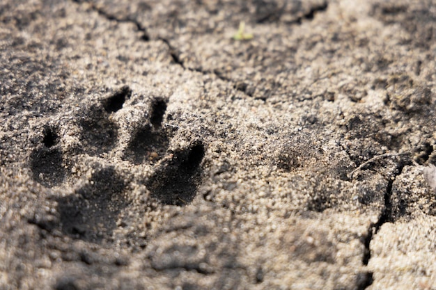 Dog footprint on the ground