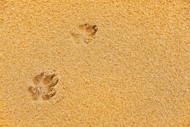 Dog footprint on the sand