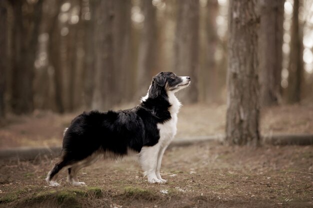 A dog in a forest looking up at a tree