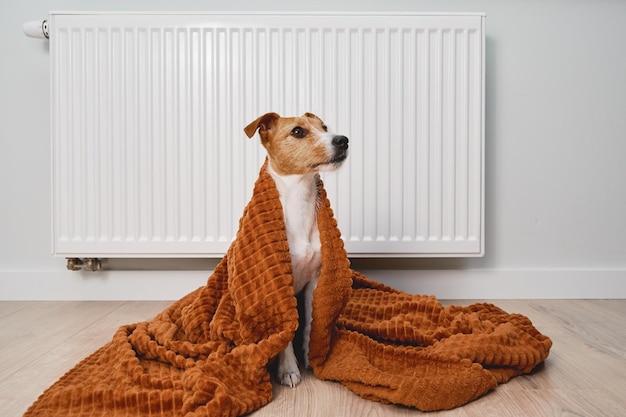 Dog freezing at home sitting near heating radiator