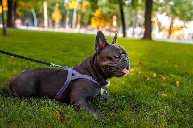 Dog french bulldog on a leash in the park lies after a run and rests