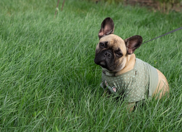 dog french bulldog looks at the camera walks on a leash in the park