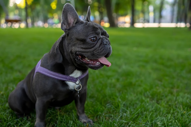 Dog french bulldog ran and sat down to rest stuck out his tongue and breathes heavily