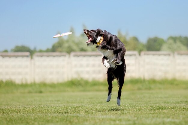 Dog frisbee Dog catching flying disk in jump pet playing outdoors in a park Sporting event achie