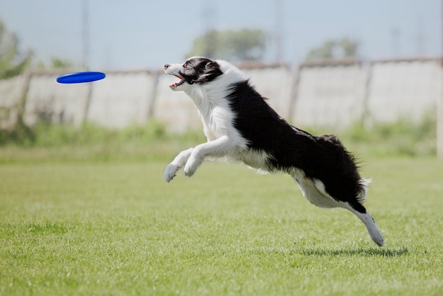 Dog frisbee Dog catching flying disk in jump pet playing outdoors in a park Sporting event achie