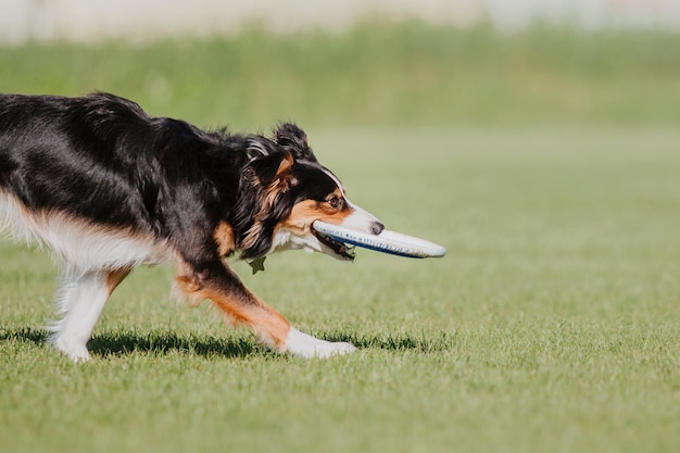 Dog frisbee Dog catching flying disk in jump pet playing outdoors in a park Sporting event achie